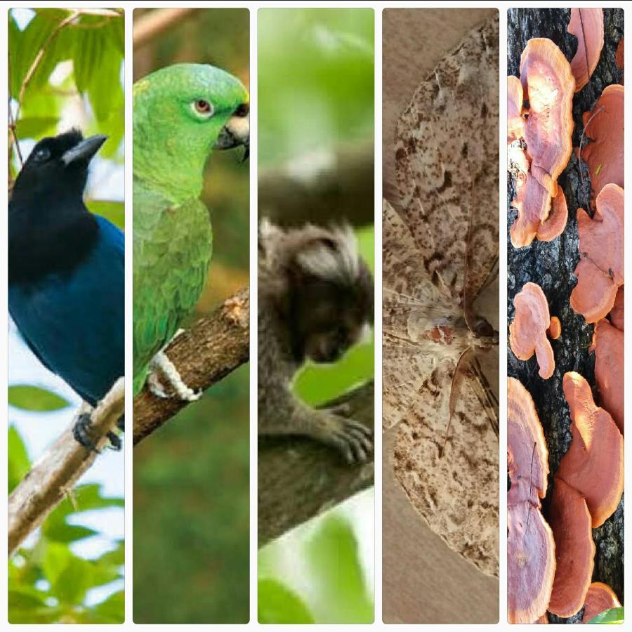 Pousada Hang Conectada Com A Natureza Florianópolis Eksteriør billede