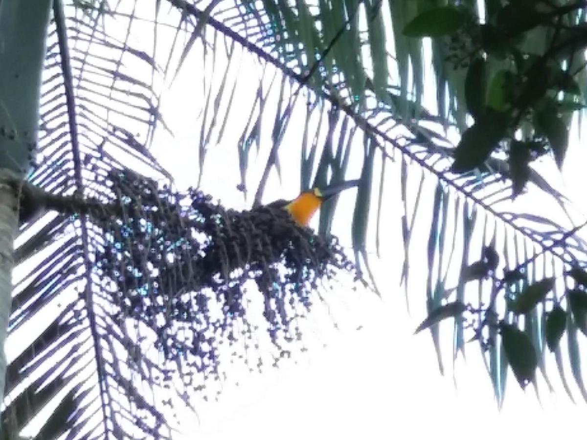 Pousada Hang Conectada Com A Natureza Florianópolis Eksteriør billede