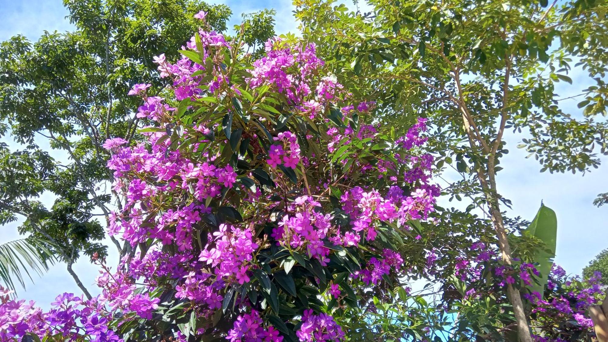 Pousada Hang Conectada Com A Natureza Florianópolis Eksteriør billede